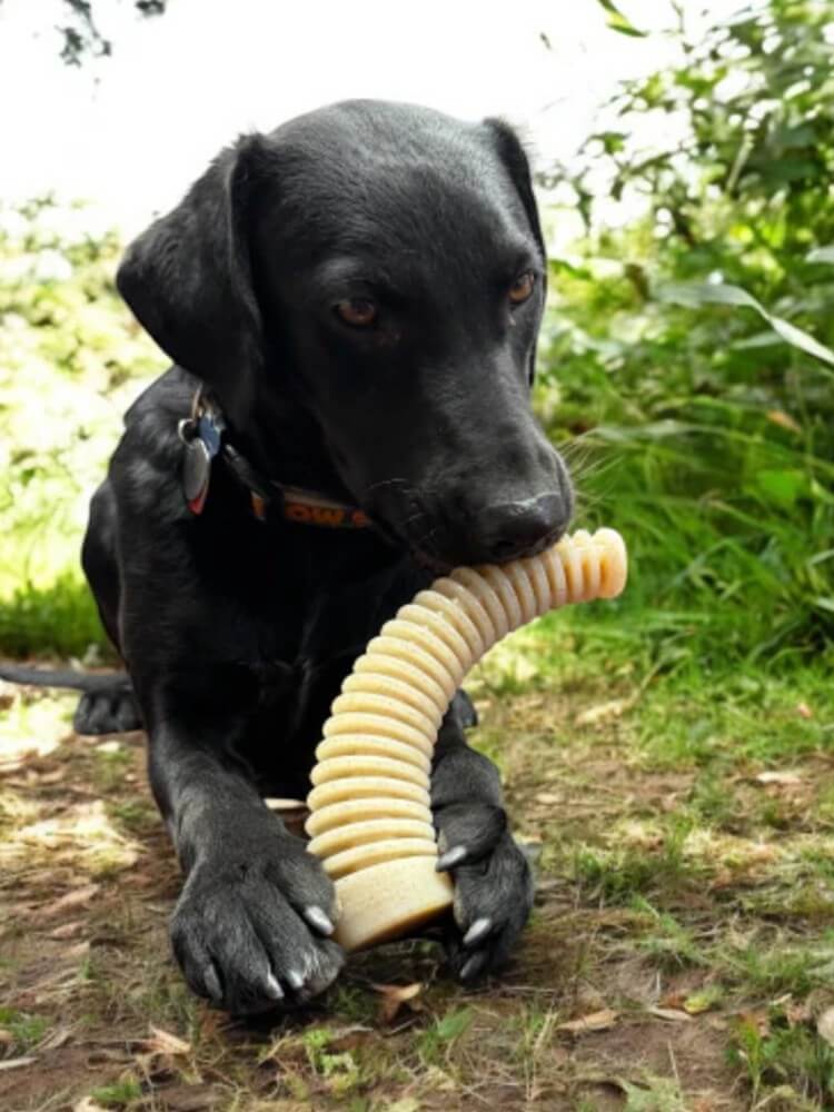 Honey Bone Dental Antler Nylon Chew Toy – Brown – Nylonowa zabawka do żucia – brązowa